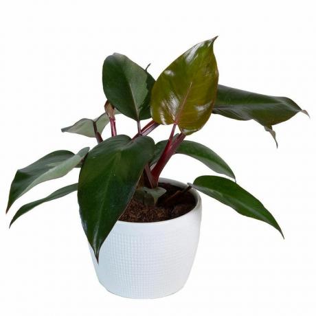 Philodendron Pink Princess, 6-Zoll-Topf