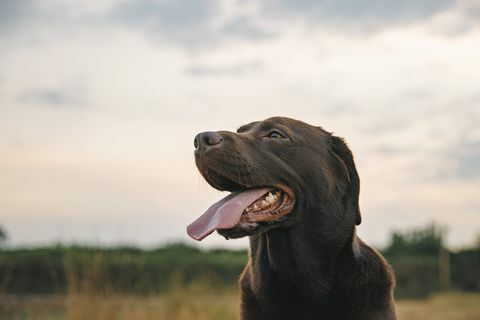 Profilaufnahme eines glücklichen Schokoladenlabradors bei Sonnenuntergang