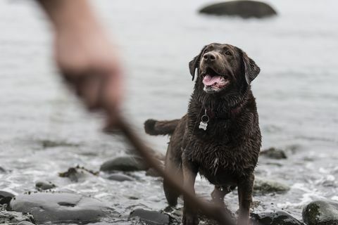 Spielen Sie Fetch am Strand