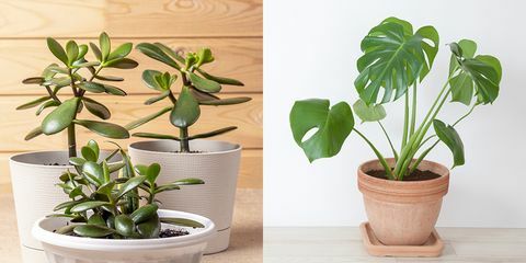 Jade Pflanze und Philodendron