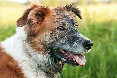 Kopf rötlich weißer Hund