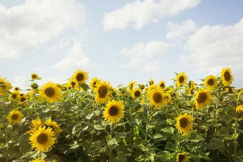 Feld von Sonnenblumen unter einem bewölkten Himmel.