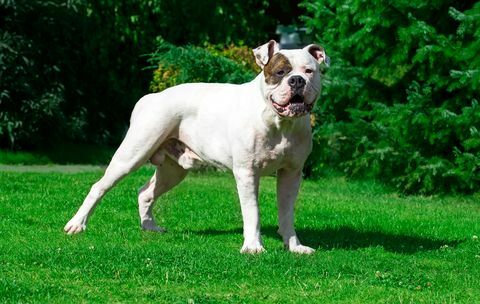 amerikanische Bulldogge