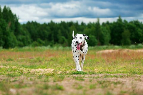 Netter Hund, der auf Feld läuft