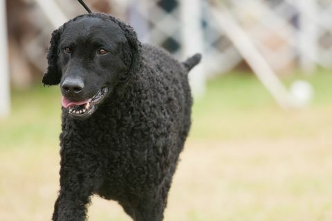 Curly Coated Retriever