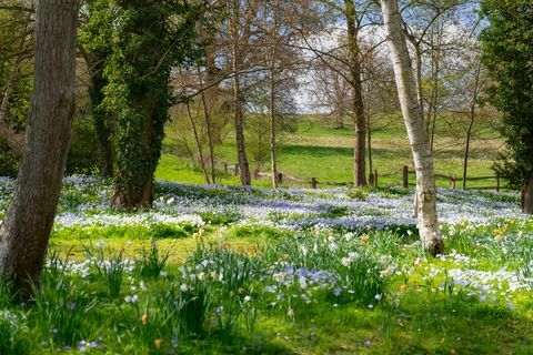 Bluebells Feld mit Bäumen und Zaun