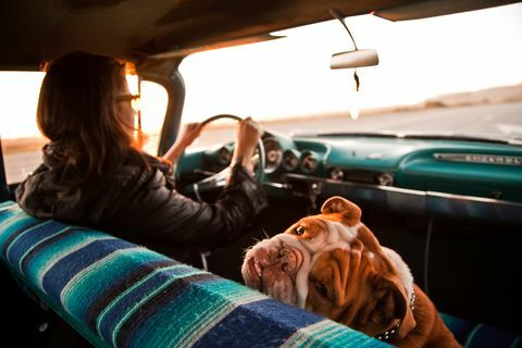 frau und englische bulldogge im chevrolet bel air, santa cruz, kalifornien, usa