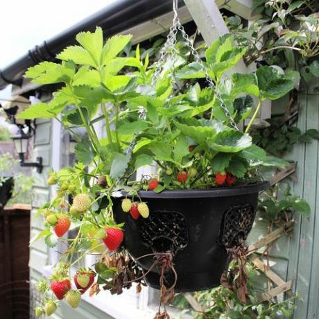 was tun im garten im märz erdbeeren