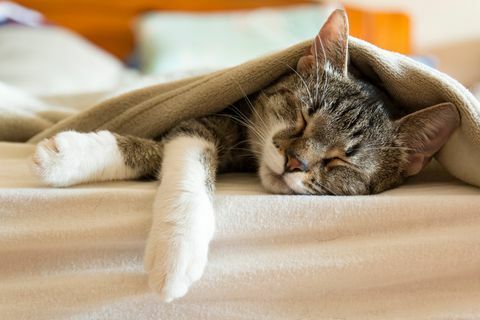 katze schläft im bett unter einer decke