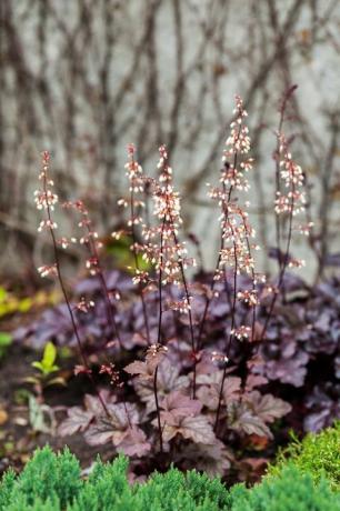 mehrjährige Pflanze Heuchera micrantha im Garten lila Blätter und blühende winzige Blumen tiny