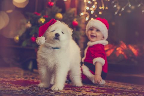 Weihnachtshund und Baby