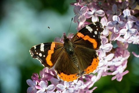 Roter Admiral Schmetterling