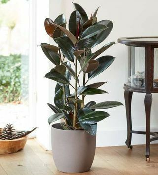 3ft Gummipflanze | Ficus Robusta | 7L Topf