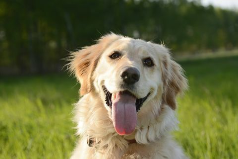 Porträt von Golden Retriever