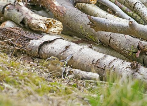 Buchfink in einem Holzstapel