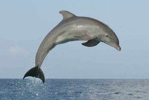 springender Delphin