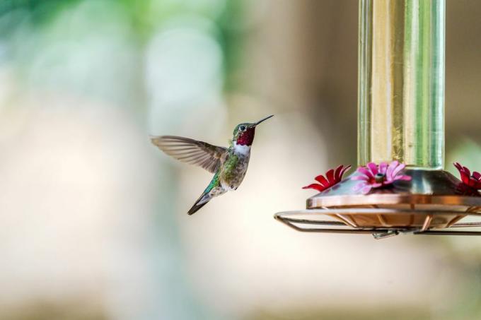 Rezeptanleitung für Kolibri-Futter