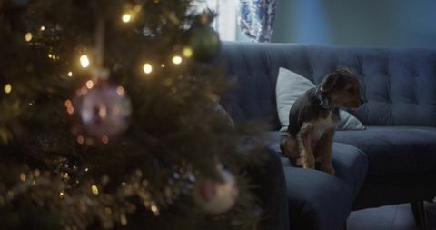 rspca Weihnachtswerbung 2021