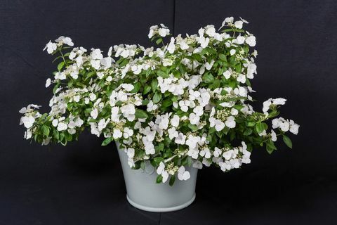 Hydrangea Runaway Bride Snow White wurde 2018 zur Pflanze des Jahres der Chelsea Flower Show gekürt