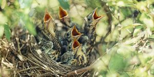 Vogelbabys in einem Nest