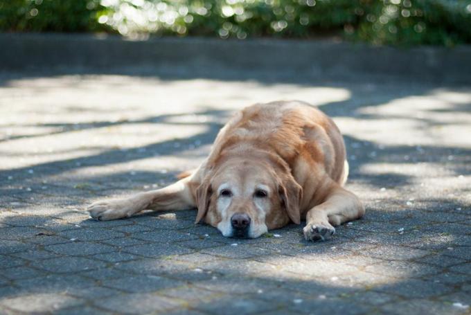 Hund liegt im Schatten