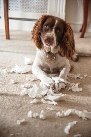 Frecher Spanielhund, der Gewebe zerreißt