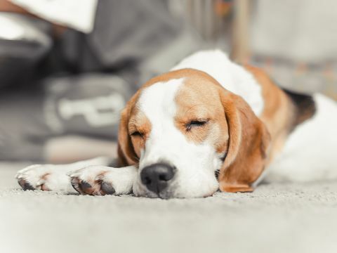 Aufblähen bei Hunden Symptome von Aufblähen bei Hunden