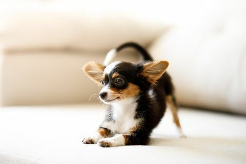 Hockender Chihuahuawelpe