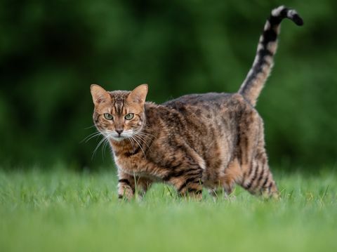 Porträt der Katze, die auf Grasfeld steht