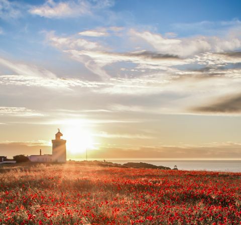 Mohnblumen wachsen auf den weißen Klippen von Dover