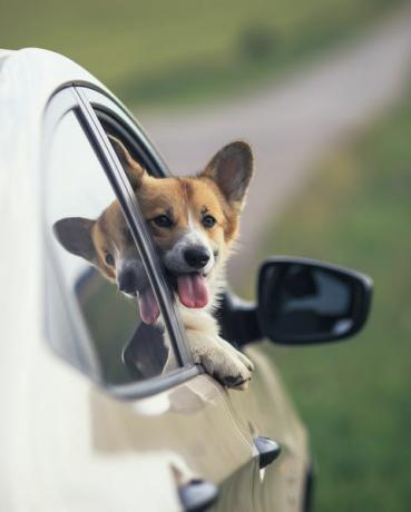 Hund streckt Kopf aus Autofenster
