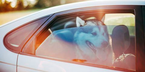 Hund im heißen Auto