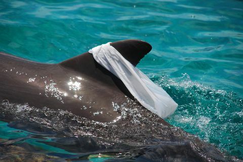 Atlantischer Tümmler Spielt mit einer Plastiktüte und zieht sie zum Spaß auf ihrer Rückenflosse herum