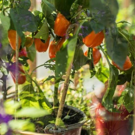 Sie produzieren Früchte in verschiedenen Farben, einschließlich roter, gelber, oranger und grüner wissenschaftlicher Name Capsicum annuum