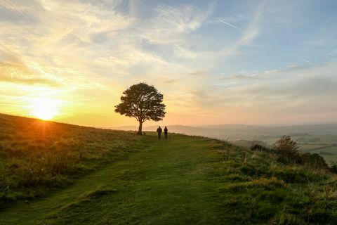 Paare, die hinter alleine Baum gehen