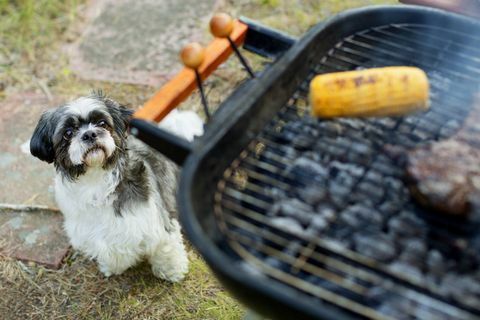 Hund, der Grillgrill betrachtet