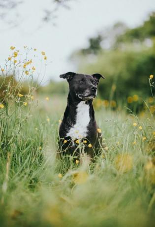 Staffordshire-Bullterrierporträt