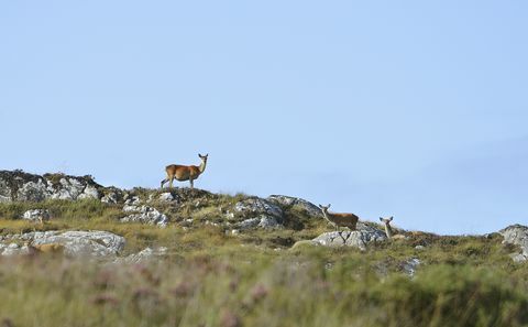 Fearna Lodge zu verkaufen