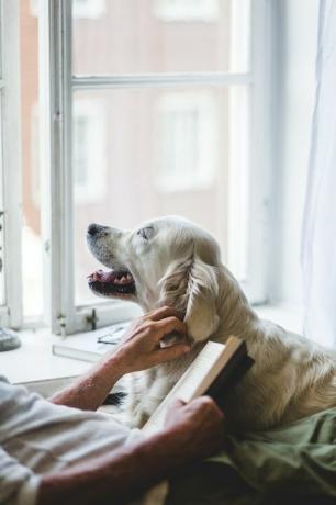 Mittelteil eines älteren Mannes, der Hund streichelt, während er zu Hause ein Buch auf dem Bett hält