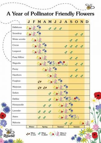 Anleitung zum Pflanzen von bienenfreundlichen Blumen