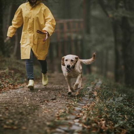 Vertrauensratschläge des Hundes zum Schutz von Haustieren bei Überschwemmungen