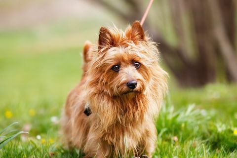 australischer Terrier