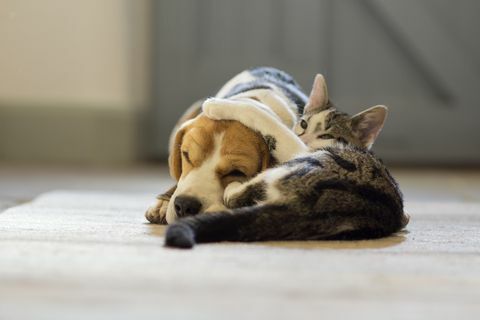 Beagle-Hund und Moggie-Katze, die kuscheln