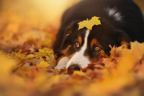 Dieser Fotograf macht die schönsten Fotos von Hunden, die den Herbst genießen