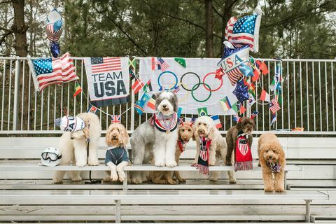 dass Doodle Squad Dogs Olympics Fotoshooting