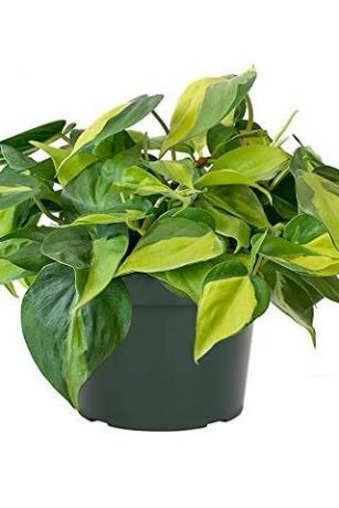 Philodendron 'Brasilien'