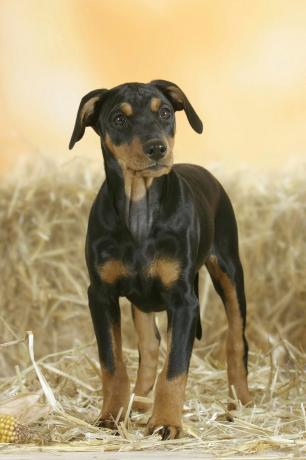 Deutscher Pinscher