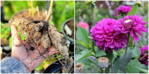 was tun im garten im märz dahlien