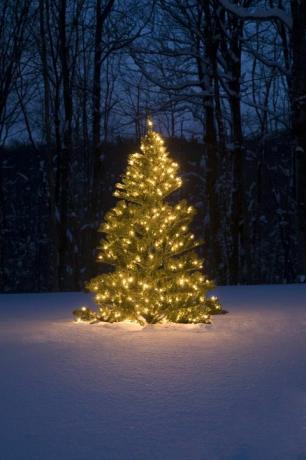 Weihnachtsbaum draußen im Schnee mit Lichtern