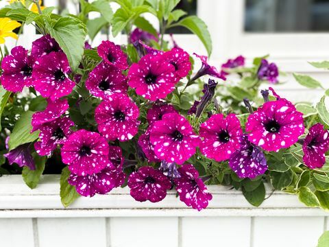 Blumenkasten aus Holz für den Außenbereich mit hübschen rosa Petunienblüten mit weißen Sprenkeln